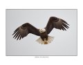 _1SB7805 american bald eagle a85x11